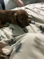 Ginger snap, a female Miniature Dachshund for sale in Barnwell, SC – Photo 1 of 5