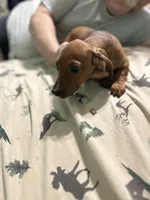 Ginger snap, a female Miniature Dachshund for sale in Barnwell, SC – Photo 3 of 5