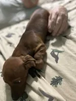 Ginger snap, a female Miniature Dachshund for sale in Barnwell, SC – Photo 2 of 5