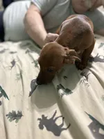 Ginger snap, a female Miniature Dachshund for sale in Barnwell, SC – Photo 4 of 5