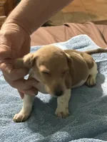 Eddie, a male Miniature Dachshund for sale in Barnwell, SC – Photo 4 of 5