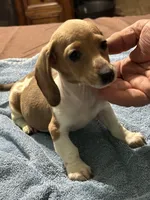 Eddie, a male Miniature Dachshund for sale in Barnwell, SC – Photo 1 of 5