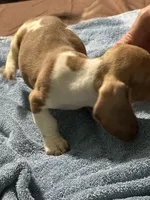 Eddie, a male Miniature Dachshund for sale in Barnwell, SC – Photo 3 of 5