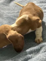 Eddie, a male Miniature Dachshund for sale in Barnwell, SC – Photo 2 of 5