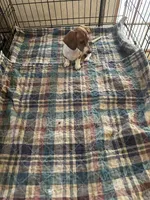 Brittney, a female Miniature Dachshund for sale in Barnwell, SC – 2 of 4