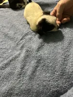 Candy, a female Chihuahua for sale in Barnwell, SC – 4 of 5