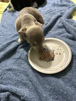 Silver, a male Chihuahua for sale in Barnwell, SC – 3 of 4