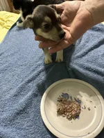 Jett, a male Chihuahua for sale in Barnwell, SC – 4 of 4