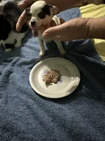 Pedro, a male Chihuahua for sale in Barnwell, SC – 3 of 4