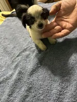 Candy, a female Chihuahua for sale in Barnwell, SC – 3 of 5