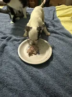 Pedro, a male Chihuahua for sale in Barnwell, SC – 4 of 4