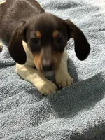 Charlie , a male Miniature Dachshund for sale in Barnwell, SC – Photo 3 of 6