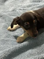 Charlie , a male Miniature Dachshund for sale in Barnwell, SC – Photo 6 of 6