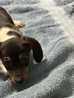 Charlie , a male Miniature Dachshund for sale in Barnwell, SC – Photo 2 of 6