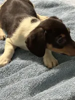 Charlie , a male Miniature Dachshund for sale in Barnwell, SC – Photo 5 of 6