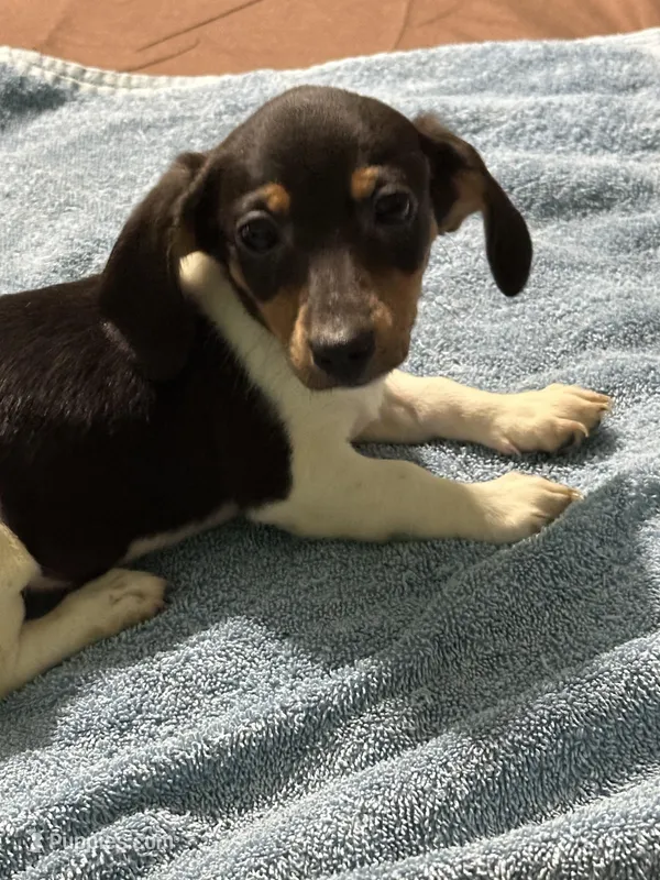 Charlie  – Miniature Dachshund puppy for sale in Barnwell, SC