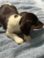 Charlie , a male Miniature Dachshund for sale in Barnwell, SC – Photo 4 of 6