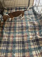 Brittney, a female Miniature Dachshund for sale in Barnwell, SC – 3 of 4