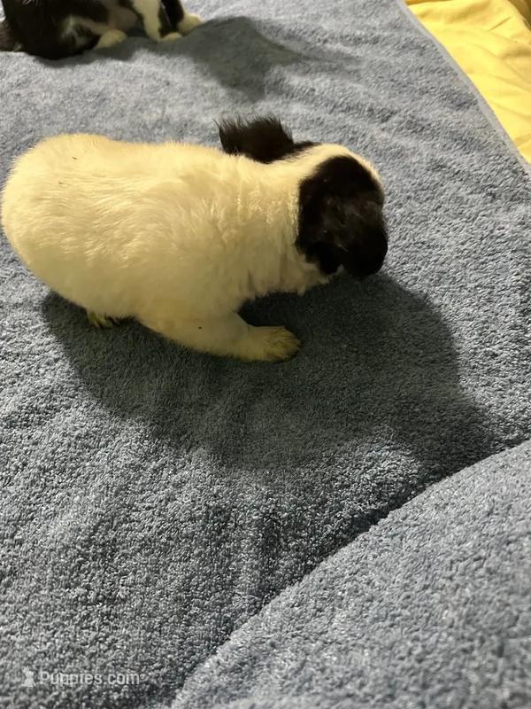 Candy – Chihuahua puppy for sale in Barnwell, SC