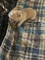 Tina, a female Chihuahua for sale in Barnwell, SC – 4 of 4
