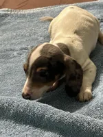 Frankie, a male Miniature Dachshund for sale in Barnwell, SC – Photo 3 of 5