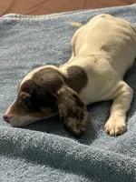 Frankie, a male Miniature Dachshund for sale in Barnwell, SC – Photo 4 of 5