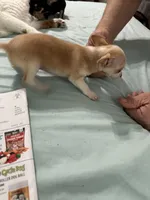 Sugar, a female Chihuahua for sale in Barnwell, SC – Photo 3 of 4