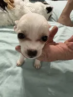 Sugar, a female Chihuahua for sale in Barnwell, SC – Photo 1 of 4