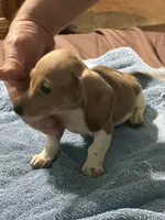 Betsy, a female Miniature Dachshund for sale in Barnwell, SC – Photo 3 of 5