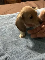 Betsy, a female Miniature Dachshund for sale in Barnwell, SC – Photo 5 of 5