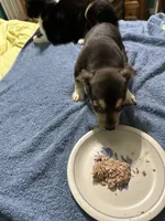 Jett, a male Chihuahua for sale in Barnwell, SC – 2 of 4
