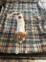 Annie, a female Miniature Dachshund for sale in Barnwell, SC – 4 of 5