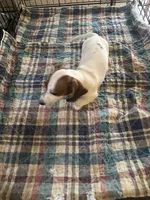 Denny, a male Miniature Dachshund for sale in Barnwell, SC – 5 of 5