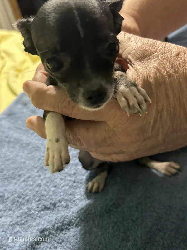 Peanut – Chihuahua puppy for sale in Barnwell, SC