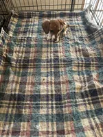 Brittney, a female Miniature Dachshund for sale in Barnwell, SC – 4 of 4