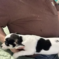 Angel, a female Chihuahua for sale in Barnwell, SC – Photo 2 of 6