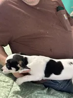 Angel, a female Chihuahua for sale in Barnwell, SC – Photo 2 of 6