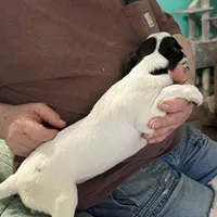 Angel, a female Chihuahua for sale in Barnwell, SC – Photo 4 of 6