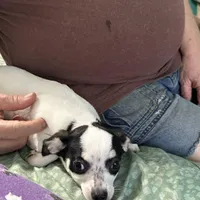 Angel, a female Chihuahua for sale in Barnwell, SC – Photo 6 of 6