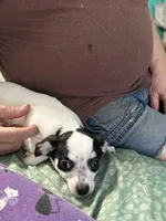 Angel, a female Chihuahua for sale in Barnwell, SC – Photo 6 of 6