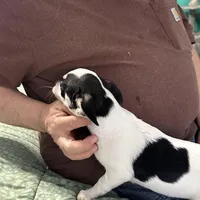 Angel, a female Chihuahua for sale in Barnwell, SC – Photo 5 of 6