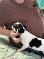 Angel, a female Chihuahua for sale in Barnwell, SC – Photo 5 of 6