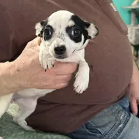 Angel, a female Chihuahua for sale in Barnwell, SC – Photo 1 of 6