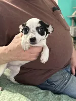 Angel, a female Chihuahua for sale in Barnwell, SC – Photo 1 of 6