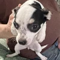 Angel, a female Chihuahua for sale in Barnwell, SC – Photo 3 of 6