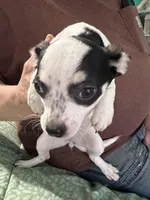 Angel, a female Chihuahua for sale in Barnwell, SC – Photo 3 of 6