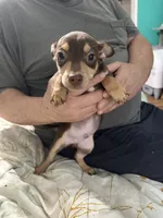 Brownie, a male Chihuahua for sale in Barnwell, SC – Photo 1 of 4