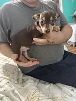 Brownie, a male Chihuahua for sale in Barnwell, SC – Photo 2 of 4