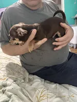 Brownie, a male Chihuahua for sale in Barnwell, SC – Photo 4 of 4