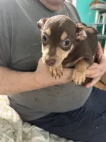 Brownie, a male Chihuahua for sale in Barnwell, SC – Photo 3 of 4